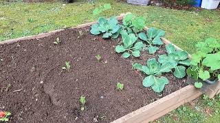 Adding to the Raised Beds and Checking on the Fields