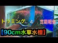 【90cm水草水槽】トリミングと定期報告 #28