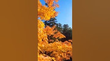 DJI Avata Crash In Trees #dji #avata #dronecrash