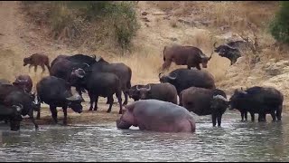 Djuma: African Buffalo herd coming to Vuyatela Dam-Hippo not welcoming them - 09:10 - 06/05/20