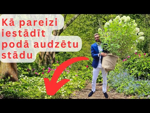 Video: Kā iestādīt kotedžu dārzu