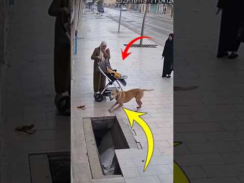 كلب ينقذ طفلا من السقوط عندما غفلت الام عنه لايك   