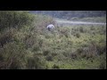 Kaziranga National Park Assam on frame Royal Bengal Tiger