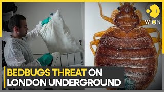 UK: Bedbugs ‘a real source of concern’ on London transport, says Sadiq Khan | WION