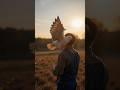 “Kisan Aur Kabootar 🕊️ | Dosti Ki Pehchan | Heart Touching Realistic Story”#shorts