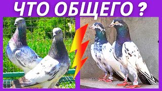 100 отличий Будапештских от Пакистанских голубей