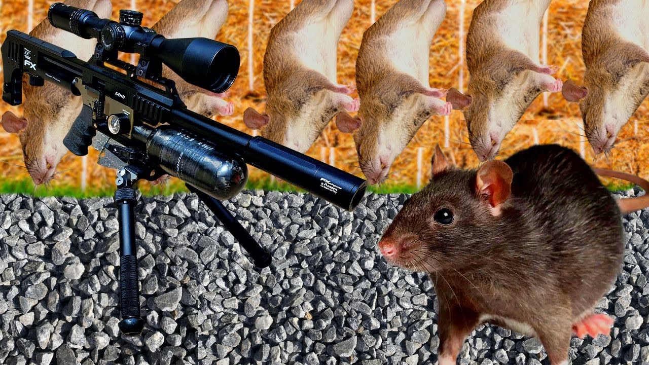 Rat hunting
