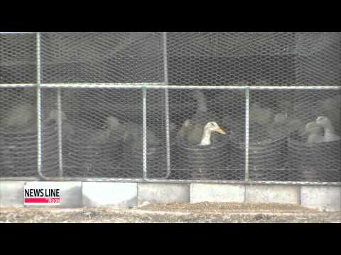 Suspected bird flu