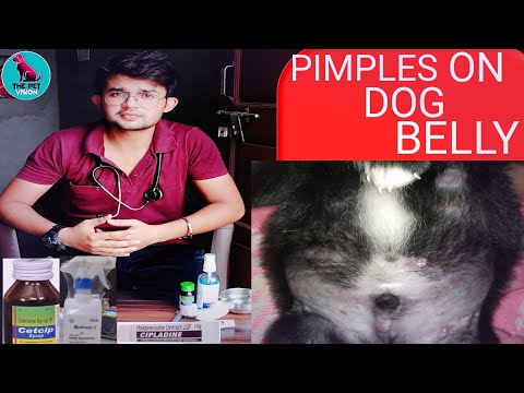 Video: Puppy Pyoderma - Күчүктөгү теринин инфекциясы