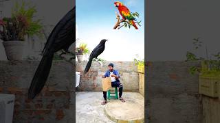 Catching birds vs bus & tractor funny vfx magic | Kinemaster editing