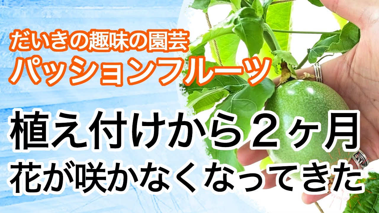 パッションフルーツを植えて2ヶ月 そろそろ受粉しないことが多くなって 花が咲かない時期に入ってきます Reve レイブ前橋 Youtube