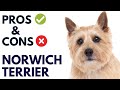 Norwich terrier dog pros and cons  norwich terrier advantages and disadvantages animalplatoon