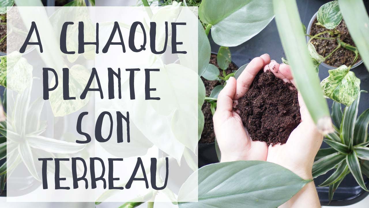 Mélange de terreaux aérien pour vos plantes d'intérieur préférées