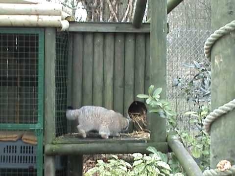 cute cats for sale WHF - Pallas Cat love story