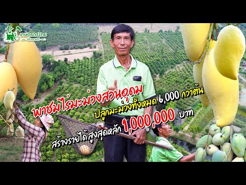 เทคนิคและการตลาดในการ ปลูกมะม่วง 6,000 กว่าต้น สร้างรายได้หลัก 1,000,000  l ชมสวนเกษตรกรไทย Ep231