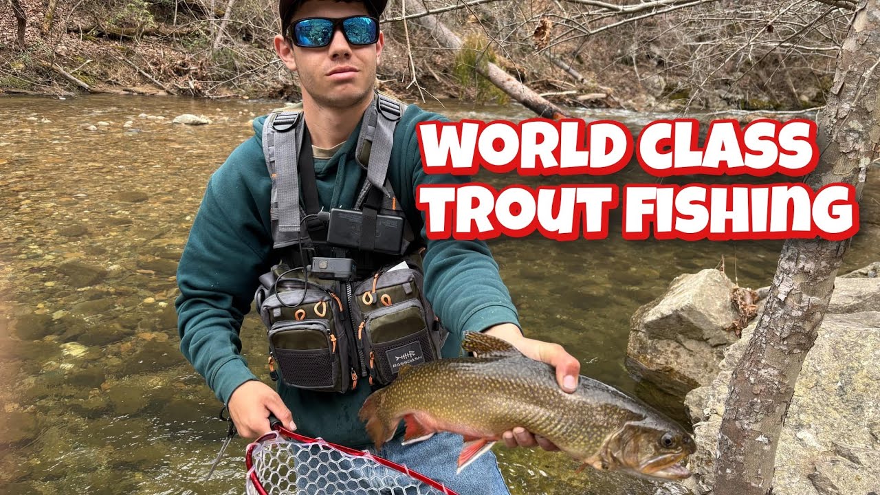 This National Forest Stream Holds (WORLD CLASS) Trout Fishing...