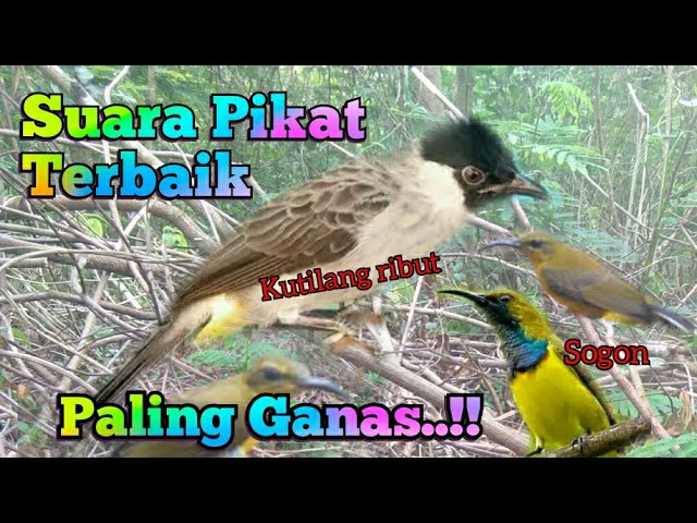 Suara Pikat Kutilang Ribut Vs Sogon Paling Ganas class=