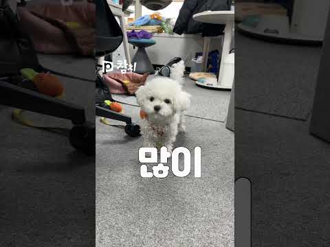 새해 복 많이 받으세요~ 참치올림