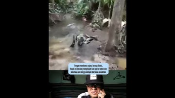 Viral 😱 Menolong Anak Sapi Dari Lilitan Ular piton