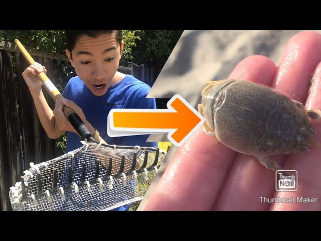 How to make a sand flea rake to catch sand fleas (FREE BAIT) 