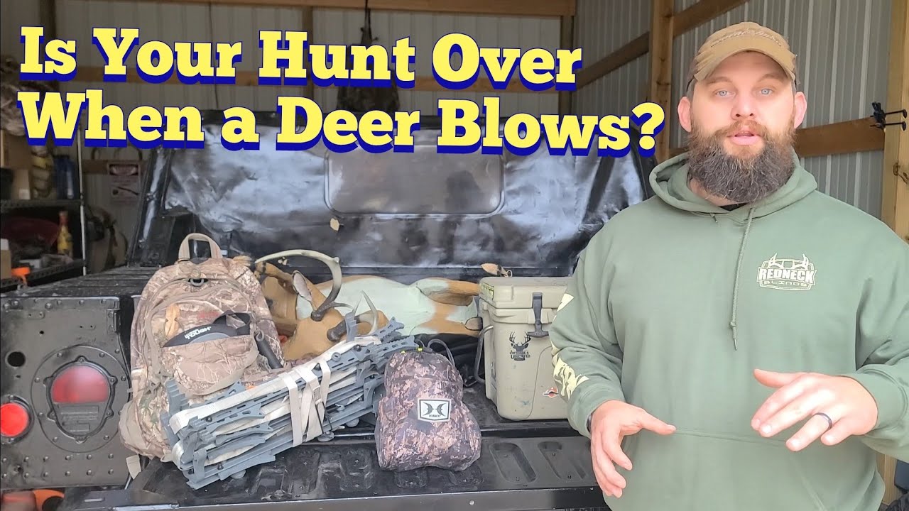 Когда олень дует | KOAM Outdoors Strategies