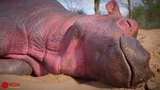 Baby Hippo Rescued From Drying Mud Pool | Rescue Animals