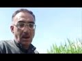كرمو كفرنبودة و الحموية 1 كرمو كفرنبودة و الحموية 1