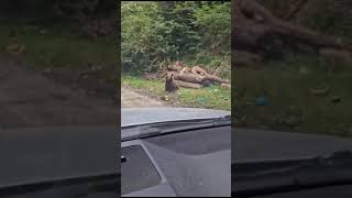 Family of bears spotted in Romania