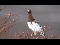 Willow Ptarmigan (or as I call 'em - Nomen Chicken)