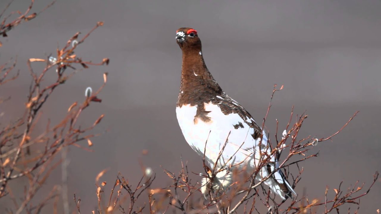 Willow Ptarmigan (or as I call 'em - Nomen Chicken)