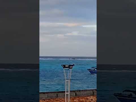في البحر سمكه 2