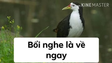 Tiếng quốc🐦 chuyên cho ae đi kiếm mồi nhậu🍻🍸🍷🍾 đây.