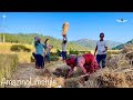 Amazing Rural Nepal || Season Of Rice Harvesting || Life In A Nepali Village || Nepali Mountain
