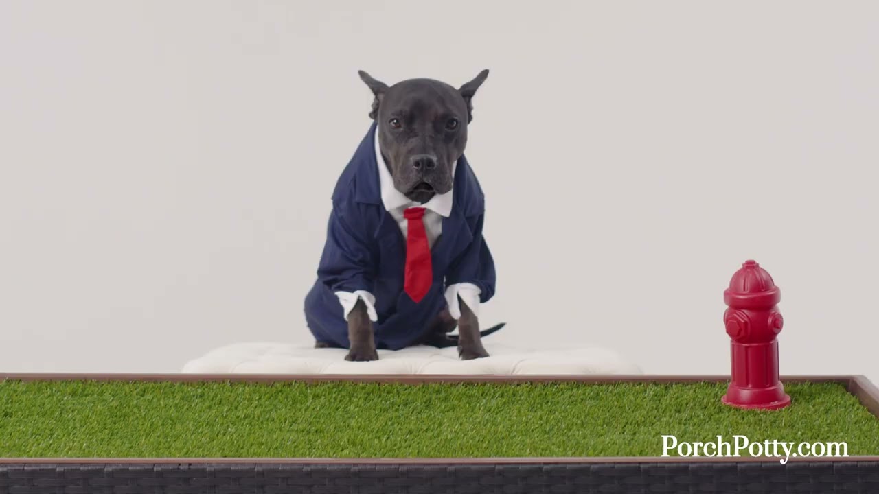 Pup's Infomercial: The Porch Potty Revolution!