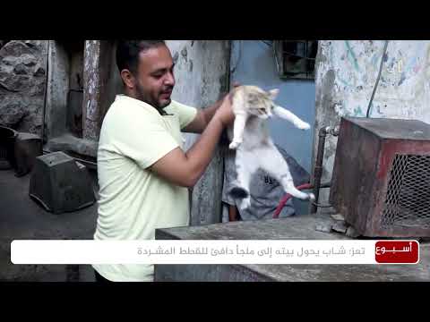 رعاية القطط في اليمن: قصة شخصية وجهود فردية