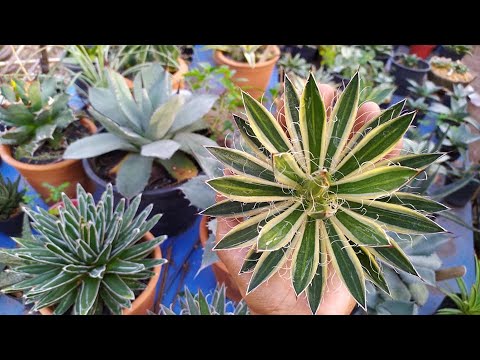 วิธีการขยายพันธุ์ อากาเว่ - How to propagation agave