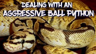 Dealing with an Aggressive Ball Python