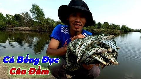 Câu Cá Bống Đục Giật Cần Mỏi Tay Luôn | Gia Đình Cần Giờ .184 |