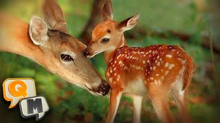 BAMBI IN REAL LIFE!! - QuestionMark Podcast #3