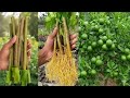 DescriptionXGrow Lemon Trees FASTER Than You Ever Thought Possible