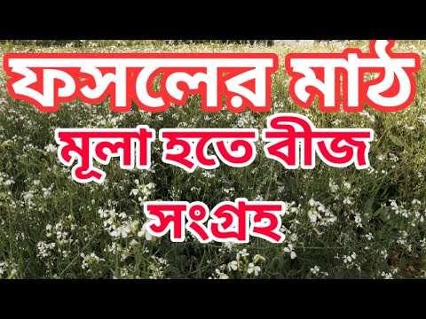 মূলা হতে বীজ সংগ্রহ।মূলা চাষ।মূলার বীজ।