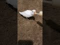 كيف تعرف انه الفرخ يقبل غر