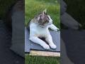 Such A Cute Tom Cat ー 从 ー CuteBoy TomCat NeighborsKitty HePrefersBeefAndChickenFood VisitorCat Such A Cute Tom Cat ー 从 ー CuteBoy TomCat NeighborsKitty HePrefersBeefAndChickenFood VisitorCat
