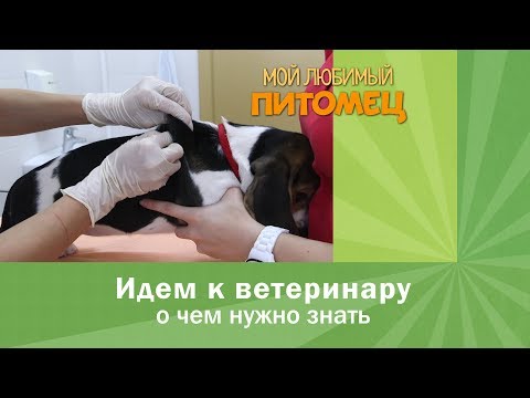 Видео: Сделайте визиты к ветеринару проще для вашего питомца