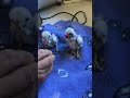 Baby Kestrels