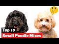 10 Small Poodle Mixes Curly Cross Breeds | Which One Should You Get? 🤔