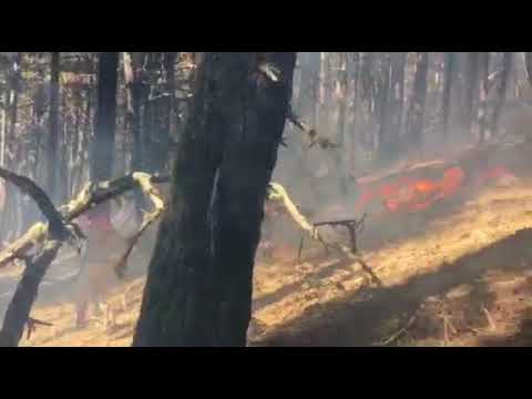 ხახაბოს ტყეში ხანძრის ახალი კერები გაჩნდა