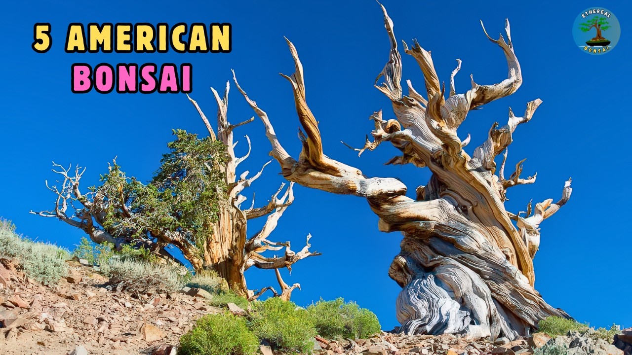 5 видов бонсай, произрастающих в Северной Америке | Происхождение, среда обитания и структурная л...