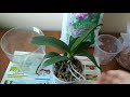 Как отделить прикорневую детку у орхидеи и сделать из одной две орхидеи.