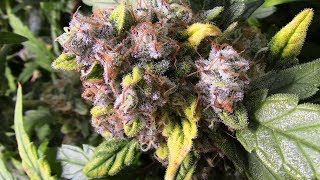 S4:E6 Gorilla Glue Autoflower Fastbuds ready to harvest soon